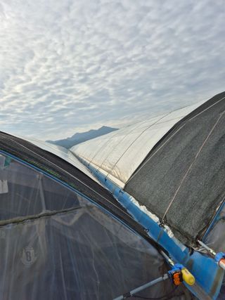 흥부골포도님의 포도 · 자유게시판 작성글 사진