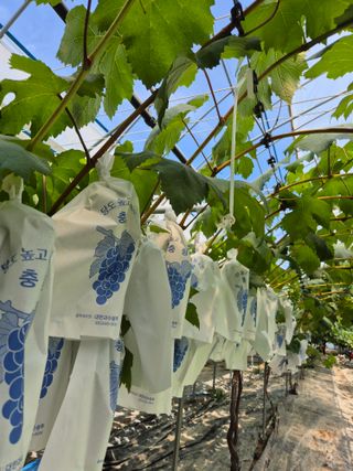 흥부골포도님의 포도 · 자유게시판 작성글 사진