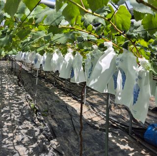 흥부골포도님의 포도 · 자유게시판 작성글 사진