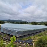 팜모닝 포도·영농일지 게시글 이미지