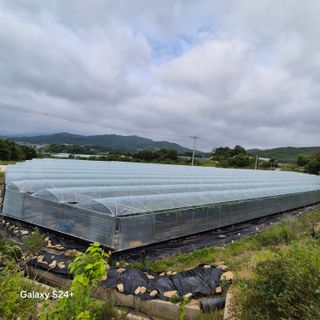 흥부골포도님의 포도 · 영농일지 작성글 사진