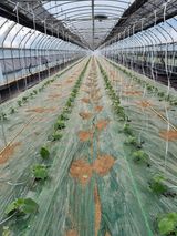 팜모닝 오이·영농일지 게시글 이미지