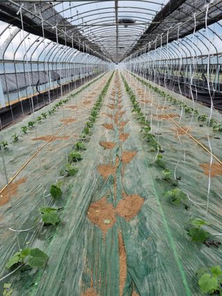 기본에 충실님의 오이 · 영농일지 작성글 사진