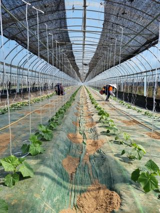 기본에 충실님의 오이 · 영농일지 작성글 사진