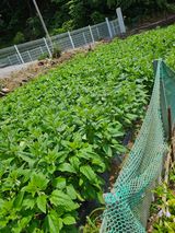 팜모닝 자유주제·자유게시판 게시글 이미지