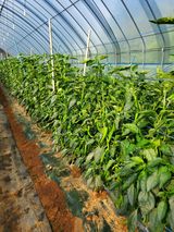 팜모닝 고추·영농일지 게시글 이미지