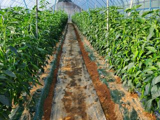 청양고추30914님의 고추 · 영농일지 작성글 사진