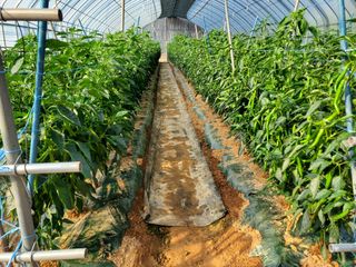 청양고추30914님의 고추 · 영농일지 작성글 사진