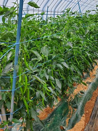 청양고추30914님의 고추 · 영농일지 작성글 사진