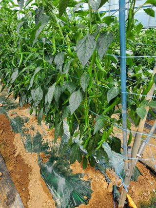 청양고추30914님의 고추 · 영농일지 작성글 사진