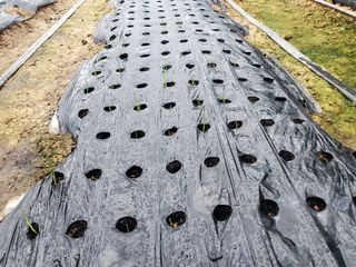 청양고추30914님의 파 · 영농일지 작성글 사진