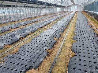 청양고추30914님의 파 · 영농일지 작성글 사진