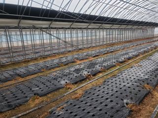 청양고추30914님의 파 · 영농일지 작성글 사진