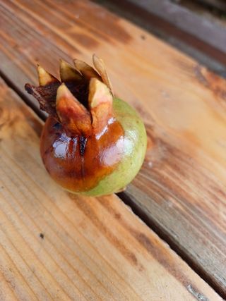 행운목(이옥도)님의 기타작물 · 병해충상담 작성글 사진