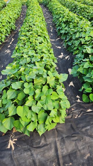 민완식님의 고구마 · 영농일지 작성글 사진