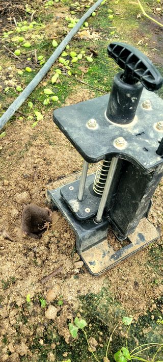 서대산향수님의 자유주제 · 자유게시판 작성글 사진