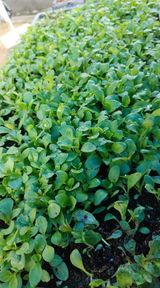 팜모닝 고구마·영농일지 게시글 이미지