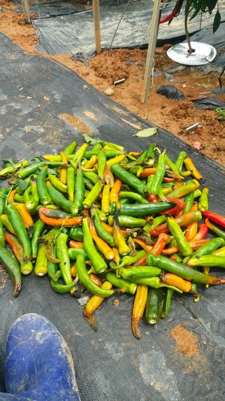 둥이농장(김준태)님의 고추 · 일상 작성글 사진