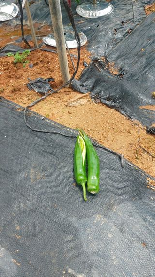 둥이농장(김준태)님의 고추 · 일상 작성글 사진