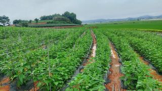 둥이농장(김준태)님의 고추 · 일상 작성글 사진