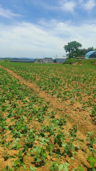 둥이농장(김준태)님의 고추 · 일상 작성글 사진