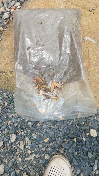 둥이농장(김준태)님의 고추 · 일상 작성글 사진