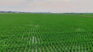 둥이농장(김준태)님의 고추 · 일상 작성글 사진