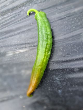 정자형님의 고추 · 일상 작성글 사진