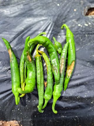 정자형님의 고추 · 일상 작성글 사진