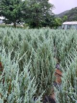 팜모닝 · 게시글 이미지