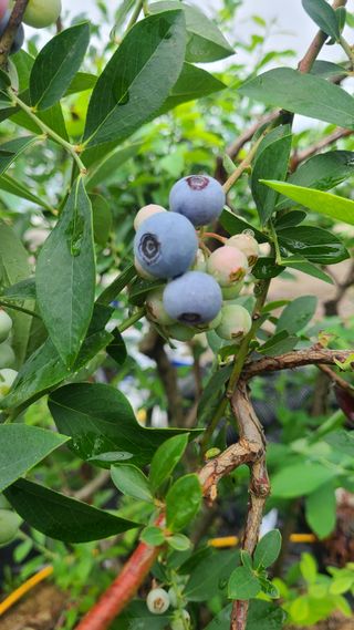김동만님의 자유주제 · 자유게시판 작성글 사진