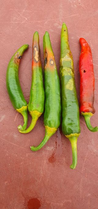 김익중님의 고추 · 병해충상담 작성글 사진