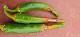 김익중님의 고추 · 병해충상담 작성글 사진