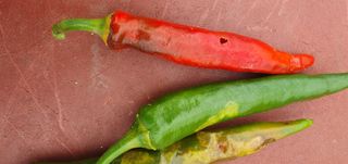 김익중님의 고추 · 병해충상담 작성글 사진