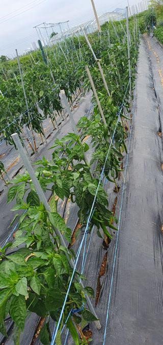 김익중님의 고추 · 병해충상담 작성글 사진