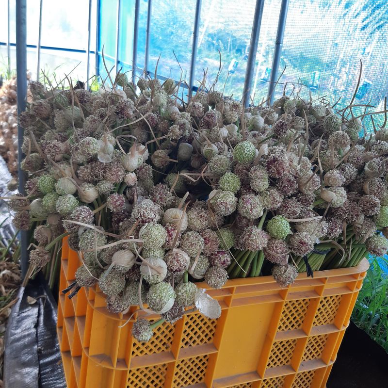 오색땅콩님의 장터 판매 상품 [마늘꽃 (주아)] 첨부 사진