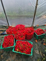 팜모닝 고추·영농일지 게시글 이미지