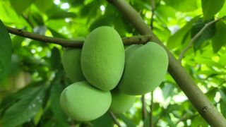 나산 블루베리농원님의 자유주제 · 자유게시판 작성글 사진