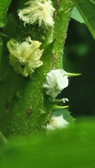 나산 블루베리농원님의 자유주제 · 자유게시판 작성글 사진