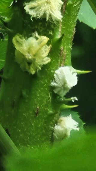 나산 블루베리농원님의 자유주제 · 자유게시판 작성글 사진