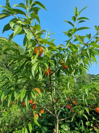 안정영.괴산님의 자유주제 · 사진전 작성글 사진
