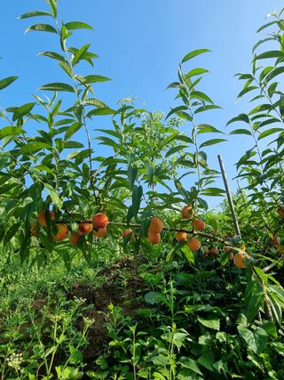 안정영.괴산님의 자유주제 · 사진전 작성글 사진