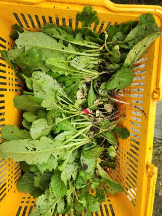 강촌지기님의 자유주제 · 자유게시판 작성글 사진