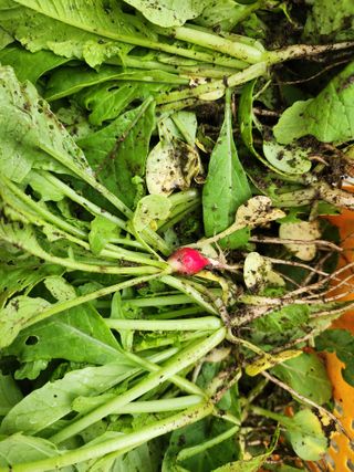 강촌지기님의 자유주제 · 자유게시판 작성글 사진