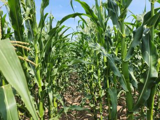 강촌지기님의 자유주제 · 자유게시판 작성글 사진