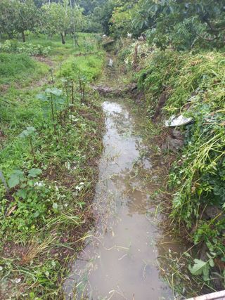 김년욱님의 감 · 영농일지 작성글 사진