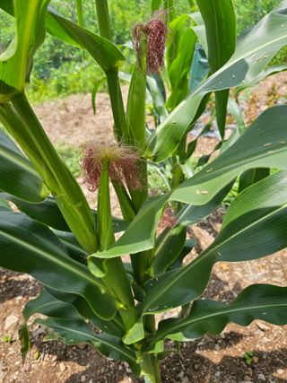 farmer님의 자유주제 · 자유게시판 작성글 사진