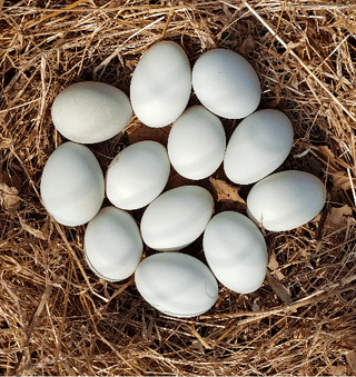 계초님의 자유주제 · 자유게시판 작성글 사진