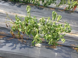 김광철님의 고추 · 병해충상담 작성글 사진