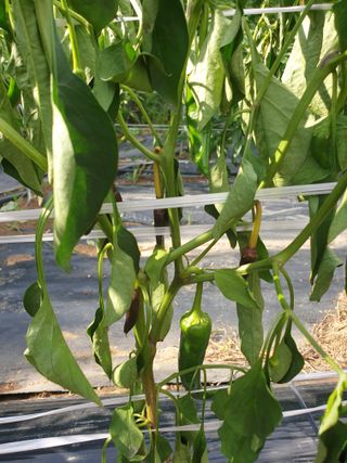 김광철님의 고추 · 병해충상담 작성글 사진